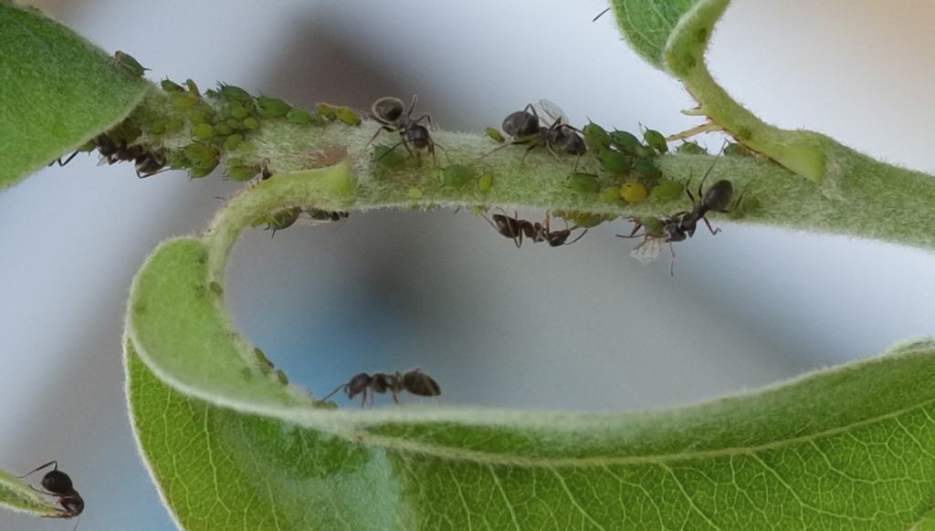ants-crop.jpg