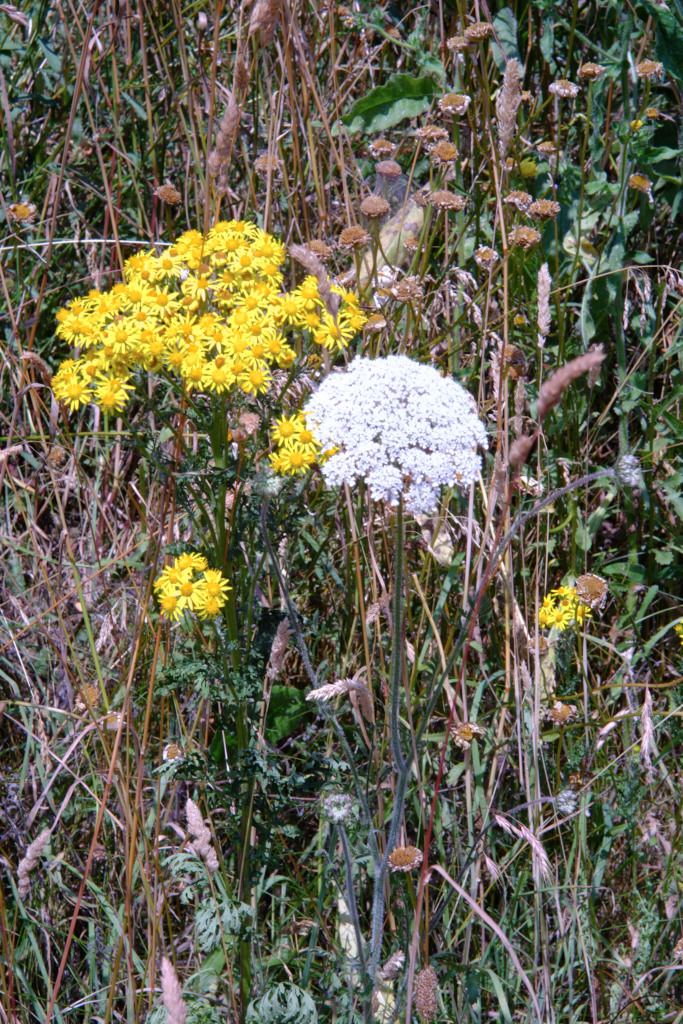 flowers-colour.jpg